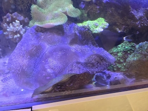 tridacna muschel meerwasser 