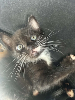 sehr süße Katze   