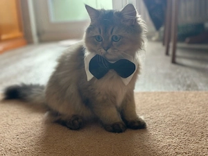 Wunderschöner Langhaar-Kater mit WCF-Stammbaum sucht ein liebevolles Zuhause 
