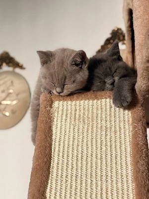 Wunderschöne BKH-Kitten in Lilac & Blue suchen ein liebevolles Zuhause
