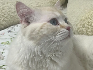 BLH Kater zum verkaufen 