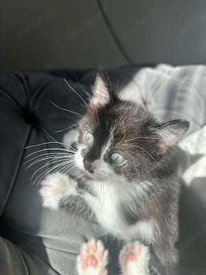 sehr süße Katze   