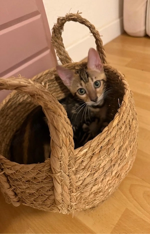 1 wunderschöne begal kitten