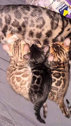 Liebevolle Bengal-Kitten suchen ab Ende Oktober ein neues Zuhause   