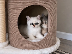 3 BKH-Kater suchen ein liebevolles Zuhause   geboren am 13.07.2026