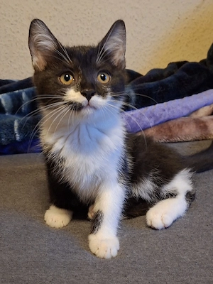 Babykatze Diva