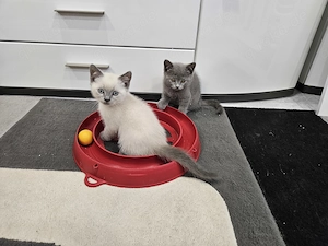 Süßen BKH Kitten 