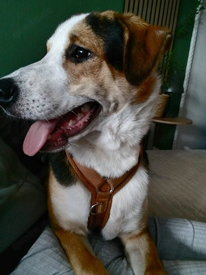 Appenzeller Sennenhund Rüde