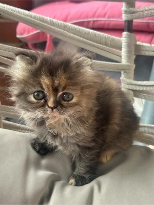 100% Reinrasige Perser Kitten