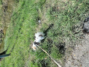 Chihuahua, Rüde,kastriert 