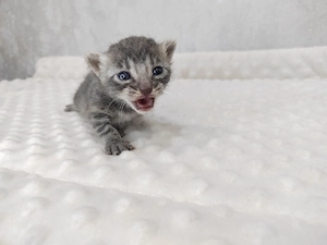 Bengal Katze Mia sucht ein schönes Zuhause