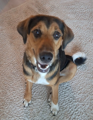 Appenzeller Sennenhündin Bernersennenhund mix