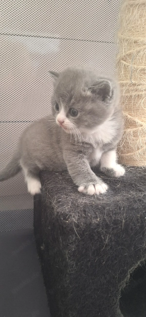 3 kleine BKH Katerchen 