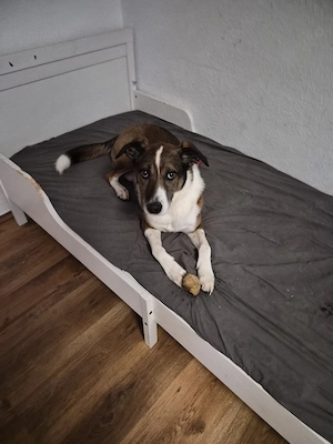 rüde mischling toni