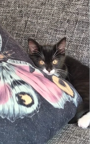 Süßes Katzenbaby abzugeben