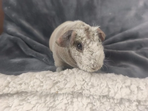 Skinny Pig Weibchen 