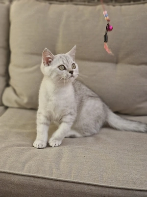 BKH Baby Kätzchen, Katzenbabies, Kitten, reinrassige BKH