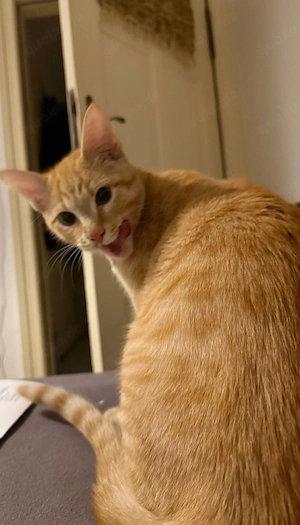 kater 5 Monate