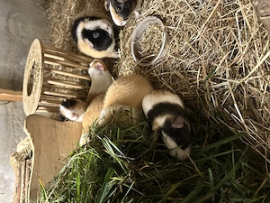 Meerschweinchen Jungs   st5 