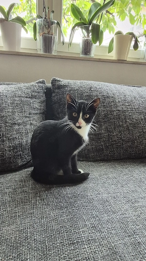 Süßes Katzenbaby abzugeben