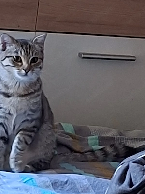 Jung Katze 