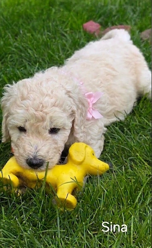 Goldendoodle F1b
