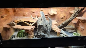 Bartagame mit oder ohne Terrarium