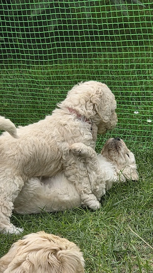 Goldendoodle F1b