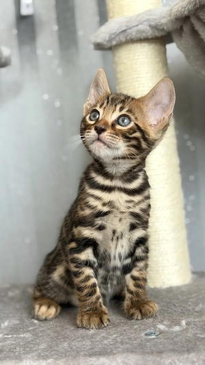 Kleine Bengal-Babys warten auf dich  
