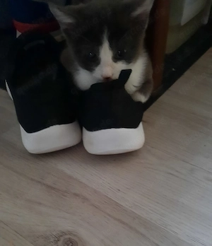 babykatze 