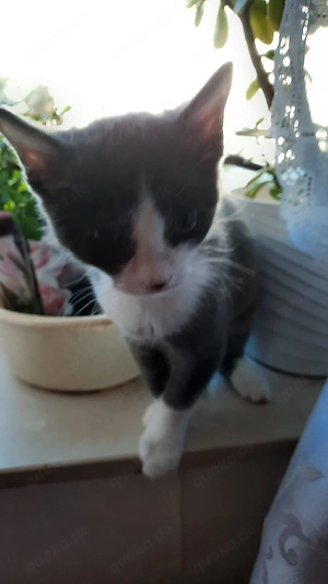 babykatze 