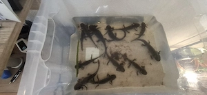 Axolotl suchen ein Neues Zuhause