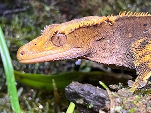 Kronengeckos mit Terrarium 