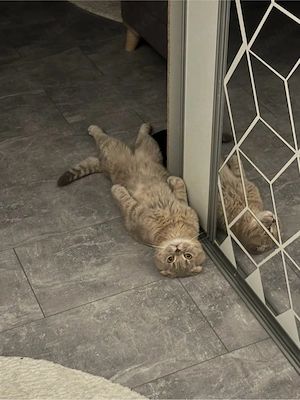 Liebevoller Kater abzugeben 