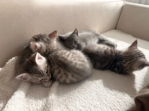 4 Süße Kitten zu vermitteln 