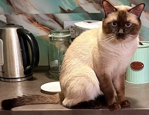Junger schöner Siam-Kater aus Frankfurt am Main sucht die Katzen