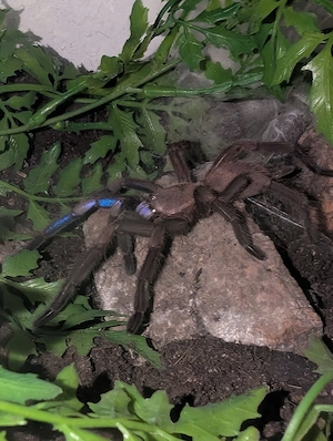 Chilobrachys natanicharum ex sp. electric blue 0.0.2 Vogelspinne