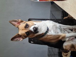 Kira sucht neues Zuhause 