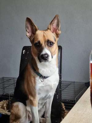 Kira sucht neues Zuhause 