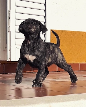 Gesunde, zuckersüße Presa Canario Welpen