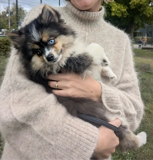 Bildhübsche Pomsky's