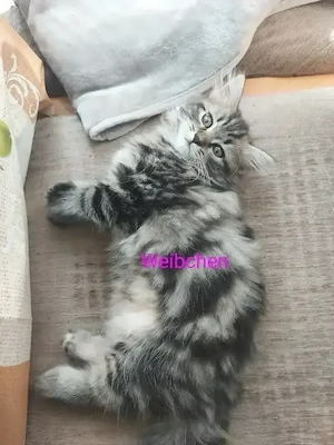 BKH Edelmix Kitten - abgabebereit