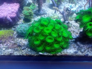 Gratis !!  Zoanthus, Palythoa grün,  Meerwasser Salzwasser Aquarium TOP !