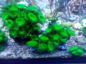 Gratis !!  Zoanthus, Palythoa grün,  Meerwasser Salzwasser Aquarium TOP !