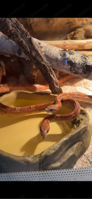 2 Kornnattern (mit Terrarium 120x60x60)