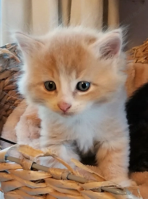 BKH- Mix-Kitten