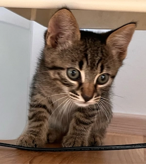 Babykatze, kleine Kater