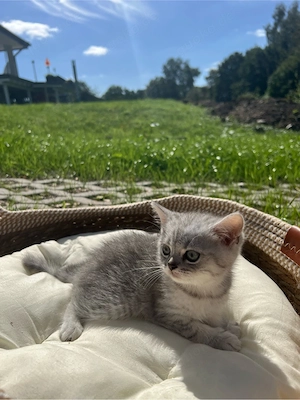 Bkh Kitten , kleiner Kater