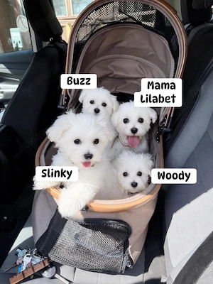 Malteserwelpen zur Adoption