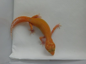 Leopardgecko Jungtiere | Weibchen | Bell Tremper Bold Black Night Panda 